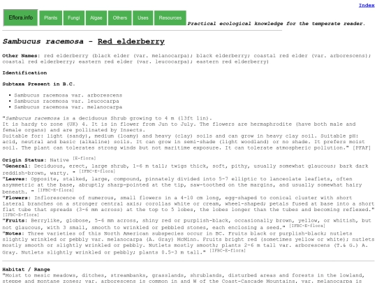 Sambucus racemosa screenshot