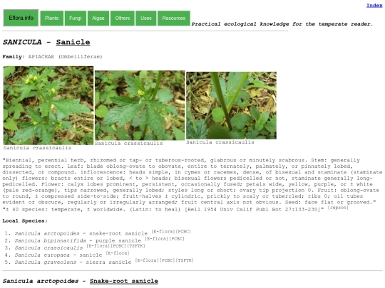 Sanicula Sp screenshot
