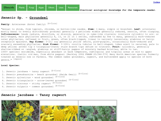 Senecio Sp screenshot