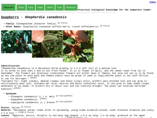Shepherdia canadensis screenshot