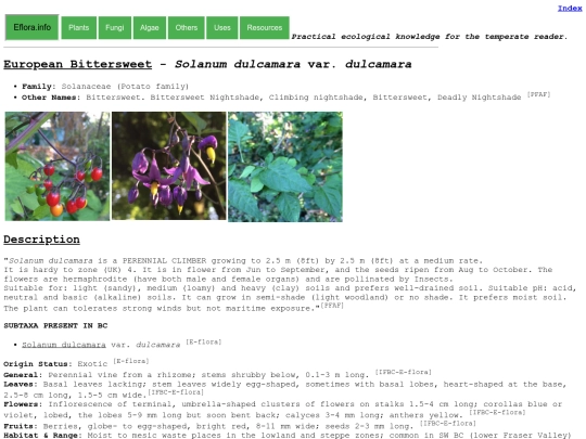 Solanum dulcamara screenshot