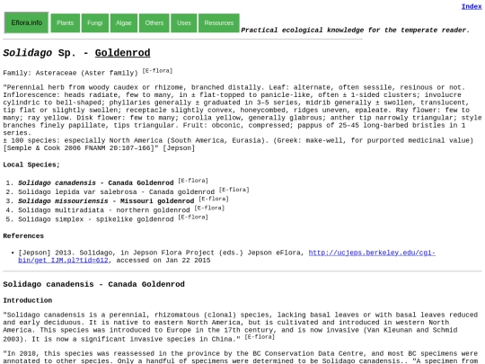 Solidago Sp screenshot