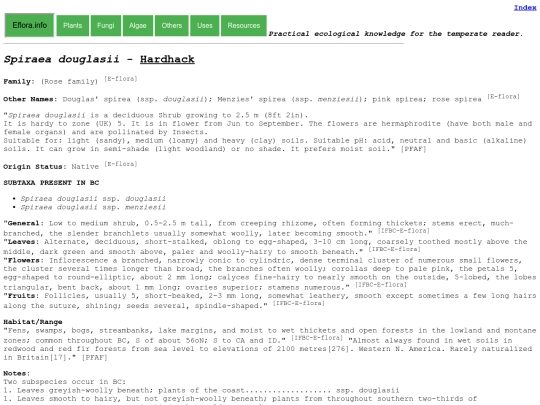 Spiraea douglasii screenshot