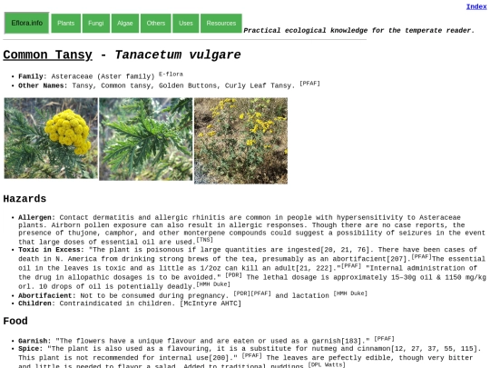 Tanacetum vulgare screenshot