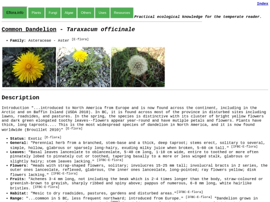 Taraxacum officinale screenshot
