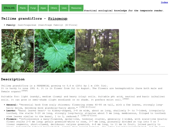 Tellima grandiflora screenshot