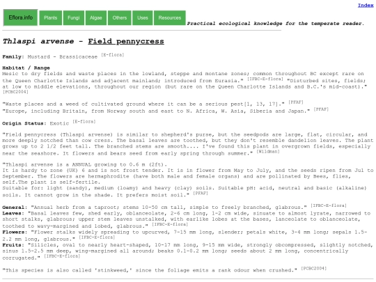 Thlaspi arvense screenshot