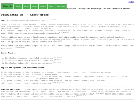 Triglochin Sp screenshot