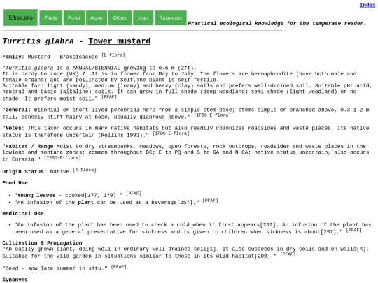 Turritis glabra screenshot
