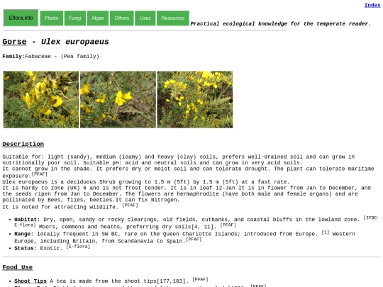 Ulex europaeus screenshot
