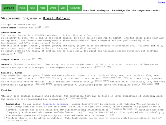 Verbascum thapsus screenshot