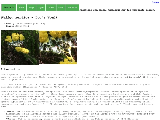 fuligo septica screenshot