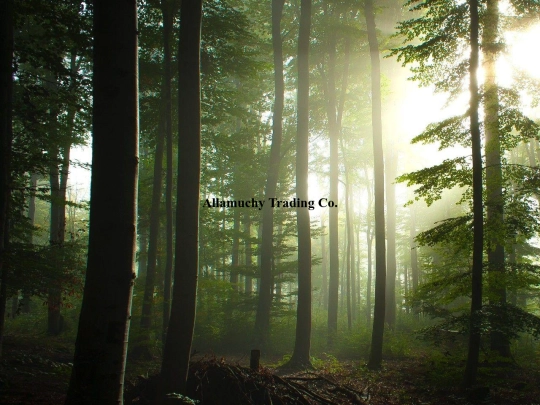 store screenshot