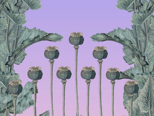 collage screenshot