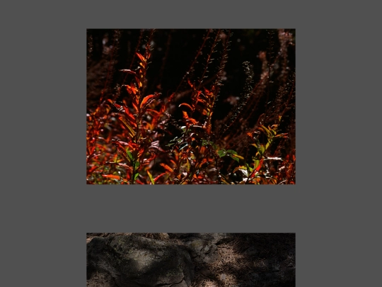 gallery screenshot