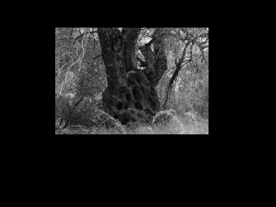 olive screenshot