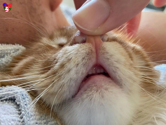 cat screenshot