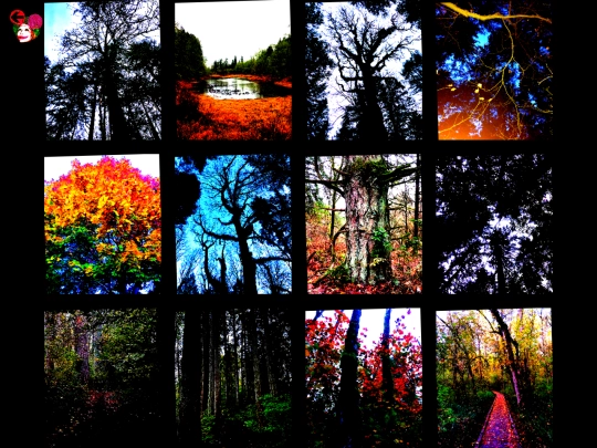 trees screenshot