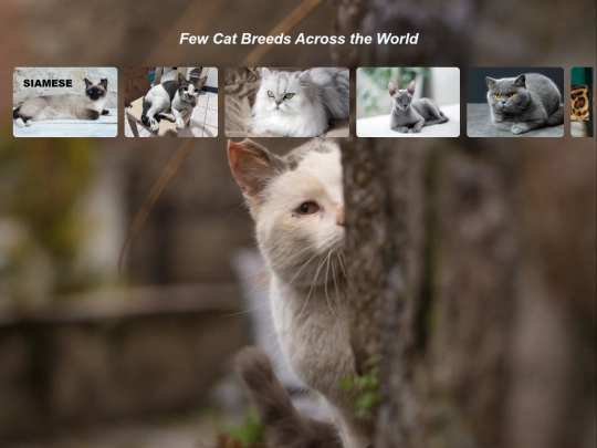Cat Breeds/Cat Breeds screenshot