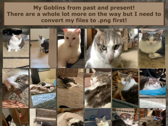 CatPics screenshot