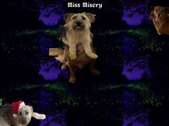 dog screenshot