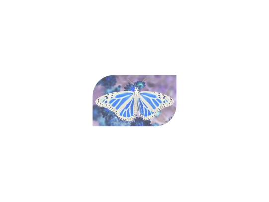 butterfly screenshot