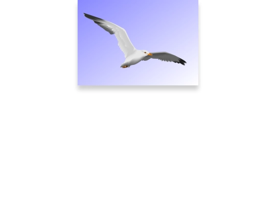 seagull screenshot
