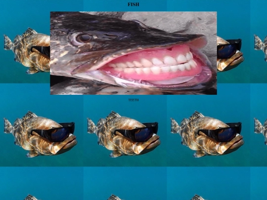 alexscoolsite/FishTEETH screenshot