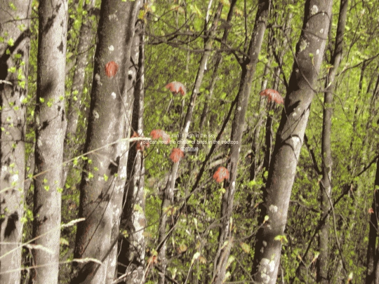 the_woods/entrance screenshot
