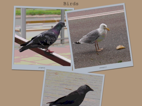 photos/birds screenshot