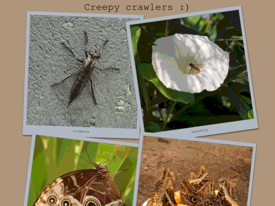 photos/crawlers screenshot