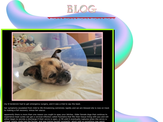 blog-5 screenshot