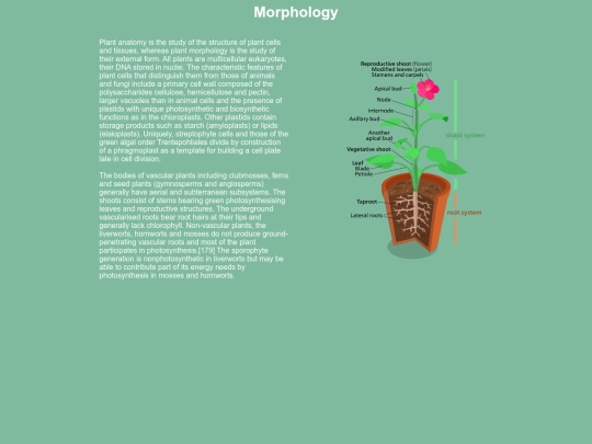 morph screenshot
