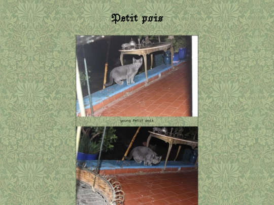 petitpois screenshot