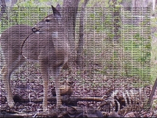 deer screenshot