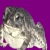 Fowler's Toad Enjoyers avatar