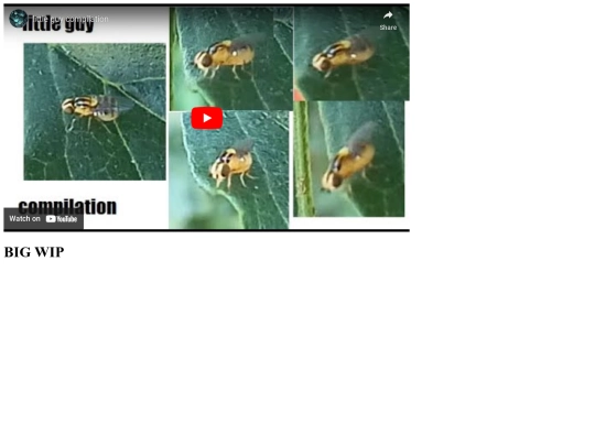 bugs screenshot