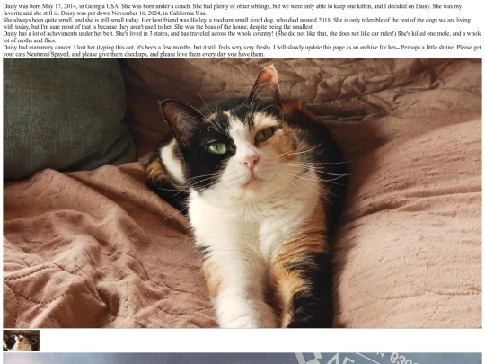daisy screenshot