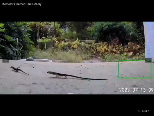 GardenCam Gallery screenshot