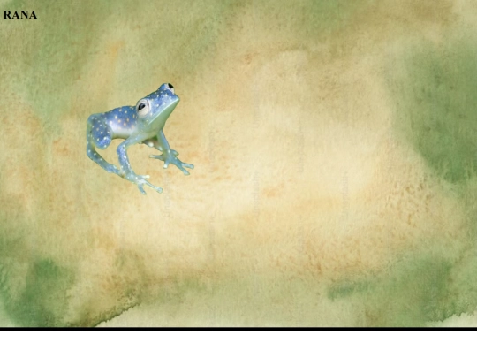 Centrolènids screenshot
