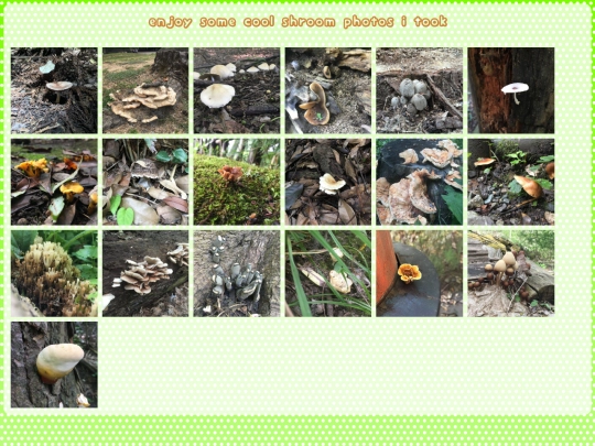 shrooms screenshot