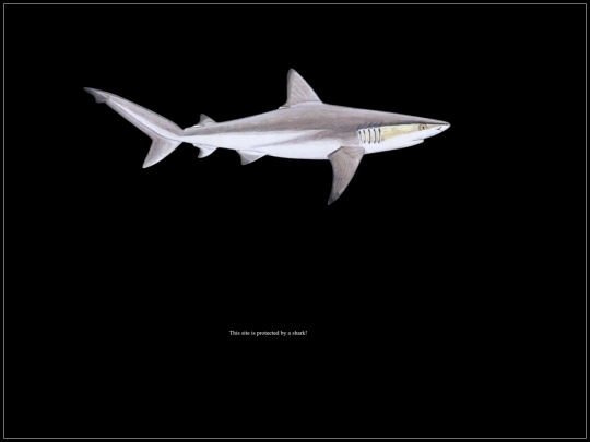 SHARKCLICKER/shark screenshot