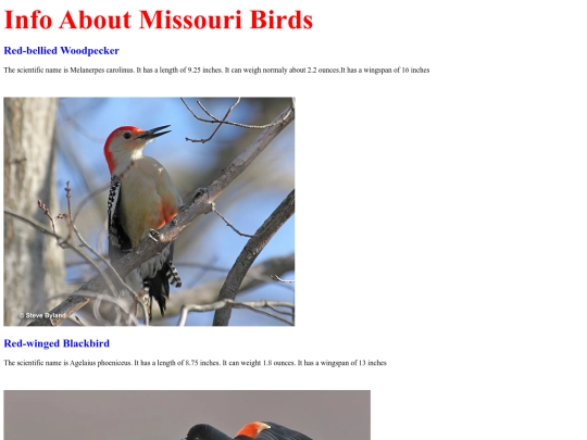 birds screenshot