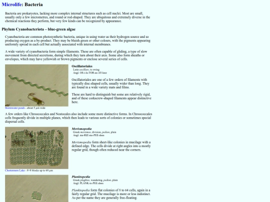 microlife/Bacteria screenshot