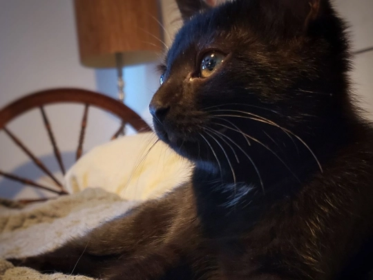 cat screenshot