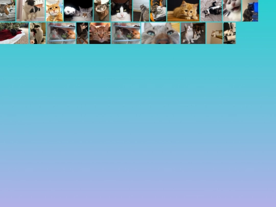 manycat screenshot