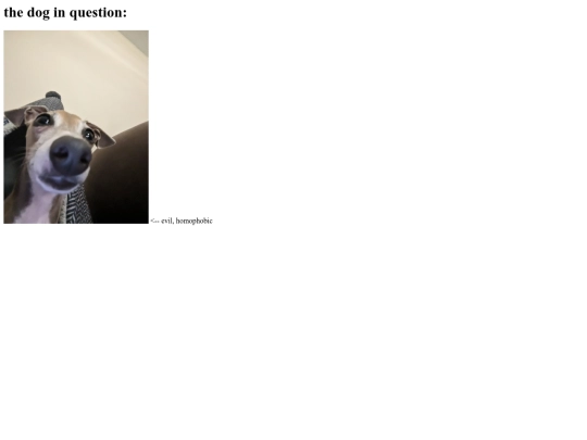 dog screenshot