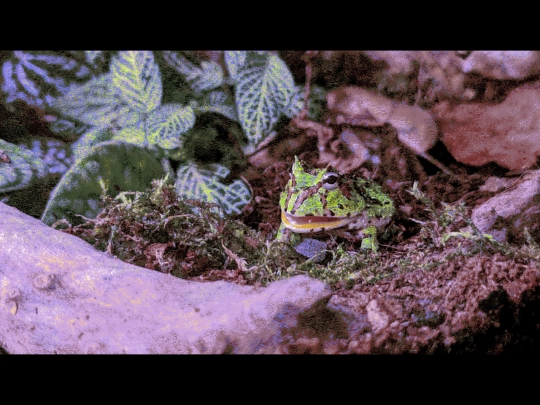 frogs screenshot