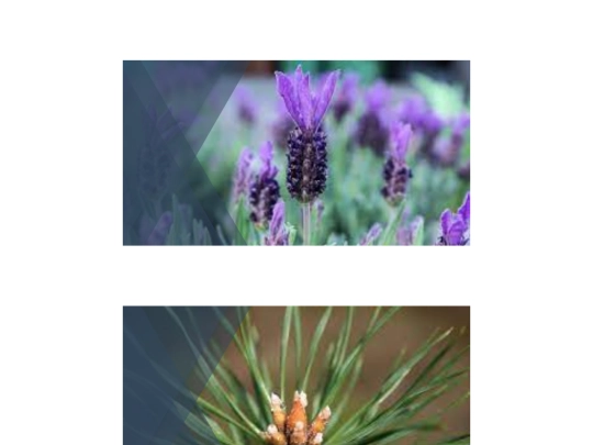 galeria2 screenshot