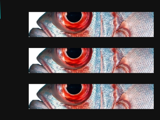 pages/fish screenshot